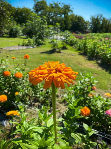 Zinnia Garden | by Angles & Edges