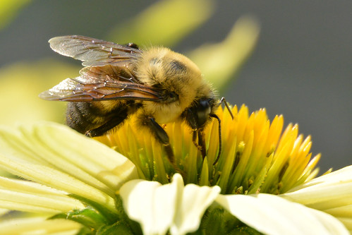 Common Eastern Bumblebee | by msantopr