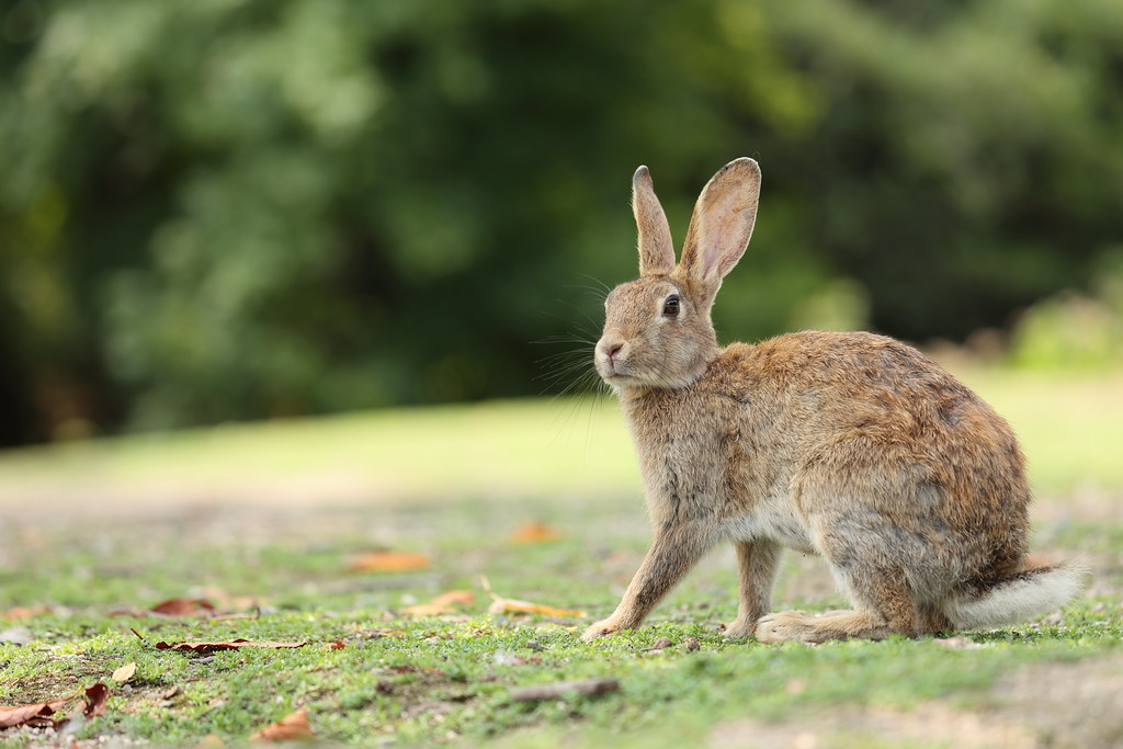 Slovakia Rabbit European rabbit | Location: Ohkunojima island, Takehara-shi,… | Flickr