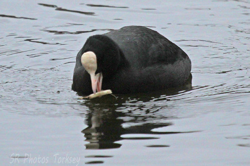 Local Wildlife | by SR Photos Torksey
