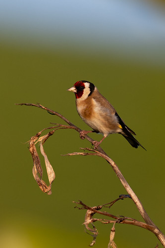 Goldfinch