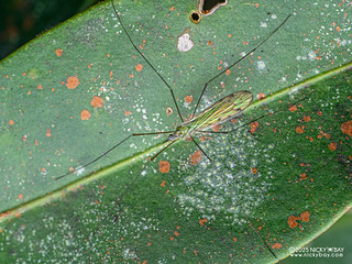 Crane fly (Geranomyia sp.) - P3292651