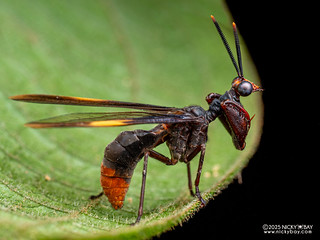 Mantisfly (Euclimacia gerstaeckeri) - P3270418