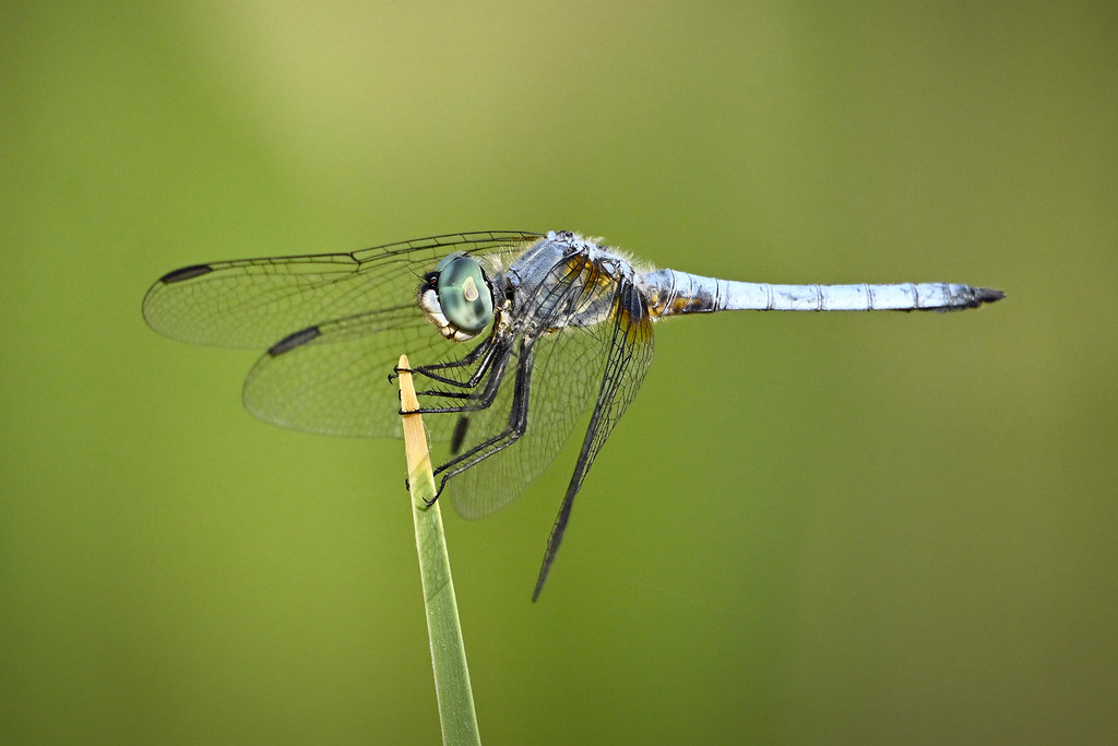 Blue Dasher Dragonfly | Male Blue Dasher Dragonfly on a reed… | Flickr