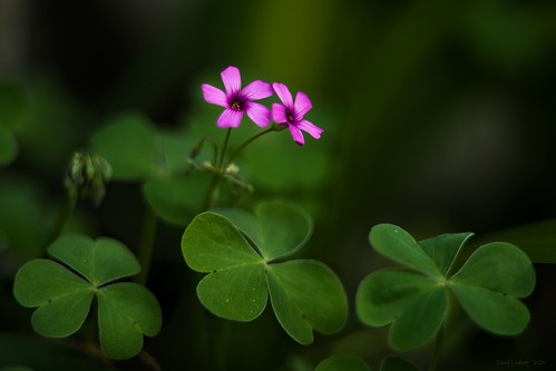 Two flowers, Three leaves