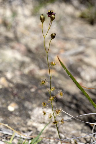 Drosera hortiorum