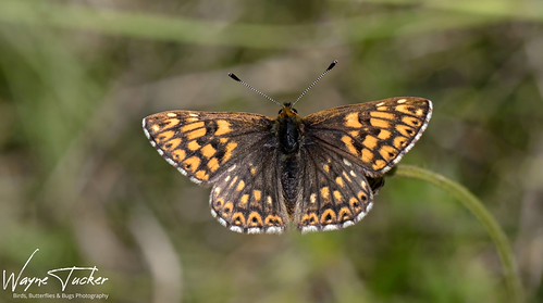 Duke of Burgundy | by Wayne_Tucker