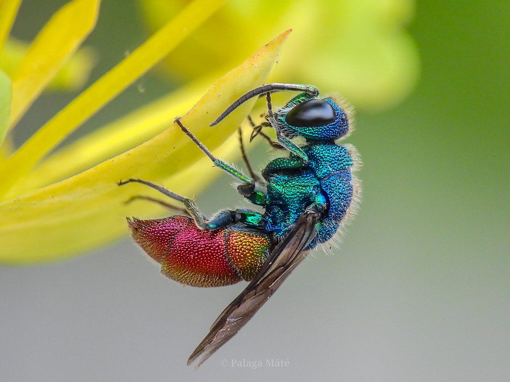 Haplotrinchus Inaequalis Chrysis inaequalis | Máté Palaga | Flickr