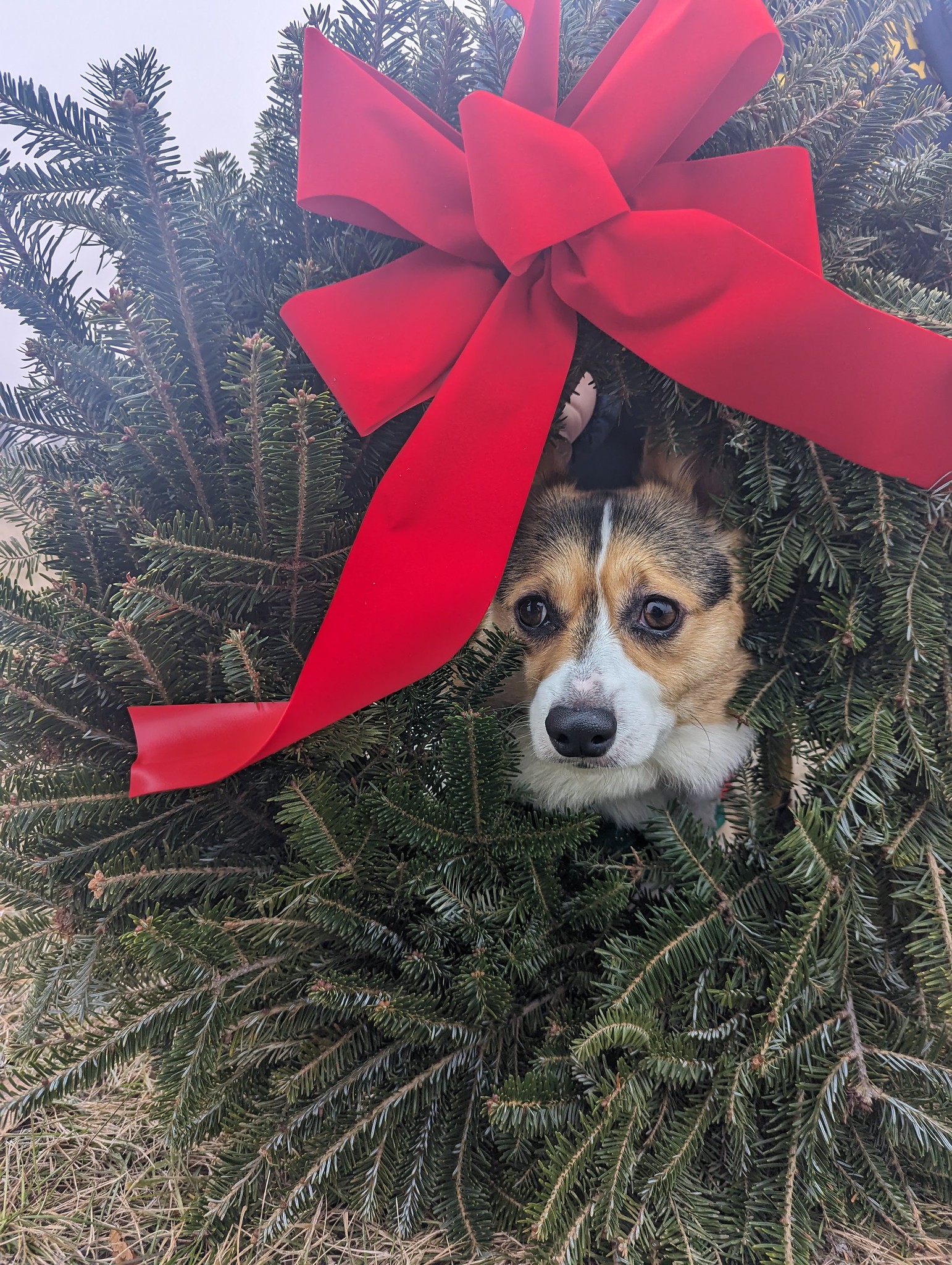 Christmas Corgi