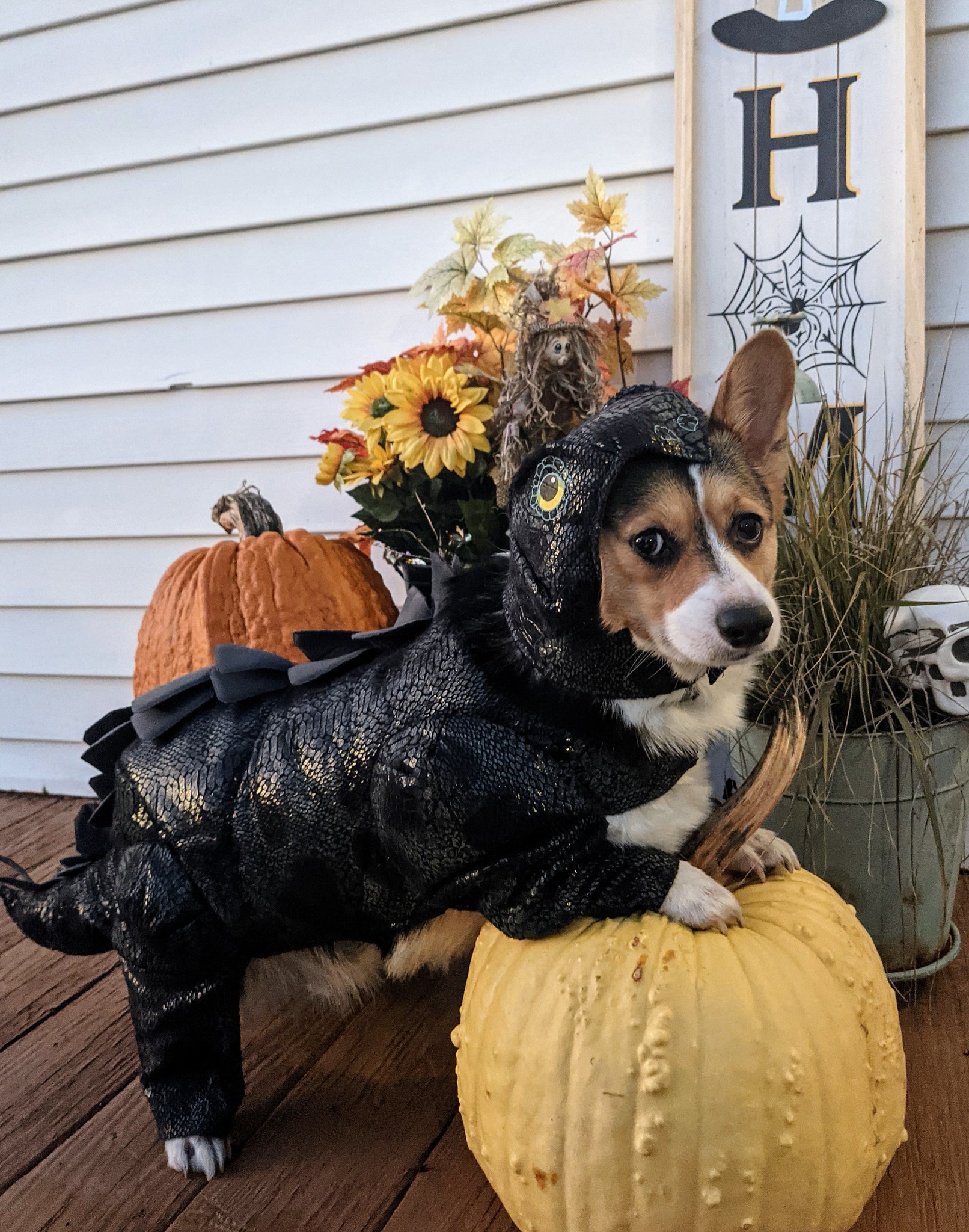 Steg-o-CORGus