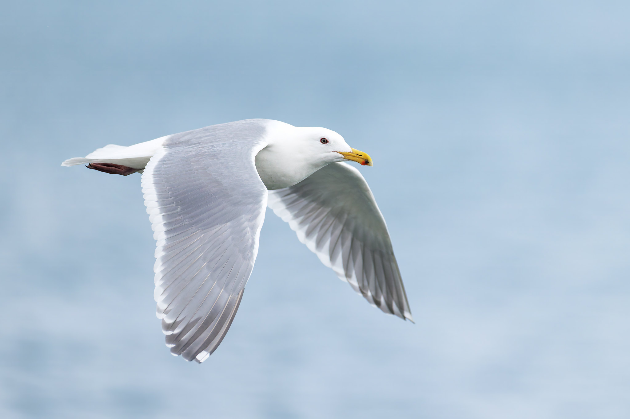 Larus glaucescens | Glaucous-winged Gull | gråvingad trut