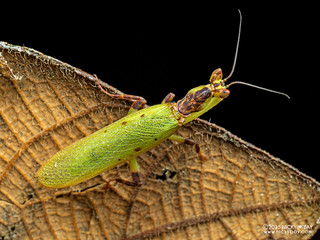 Yellow orchid mantis (Helvia cardinalis) - P3270652