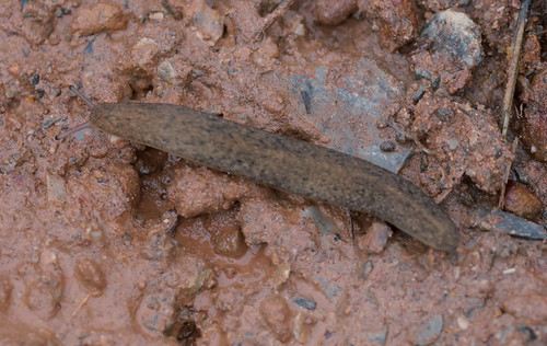 Gray Field Slug | by Daren Rose