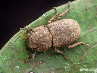 Stag beetle (Foraminis perforatus ssp. sabanus) - P3303745
