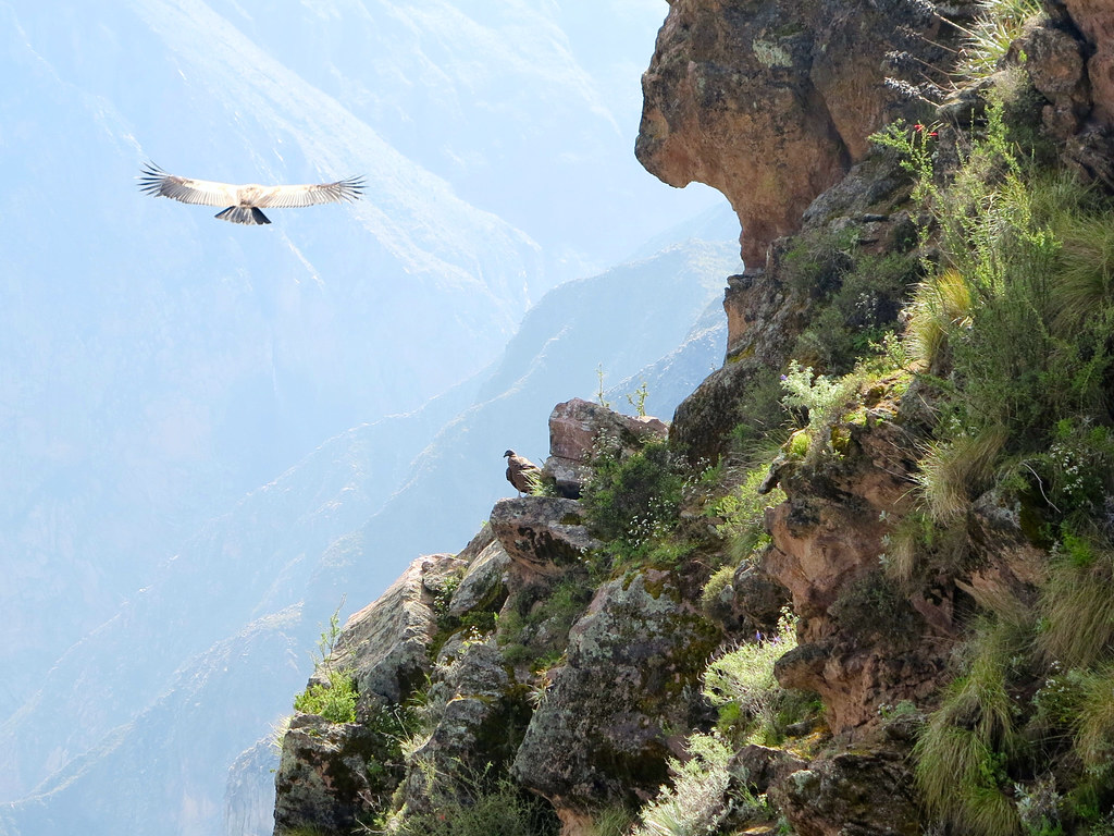 Nido del condor en Colca