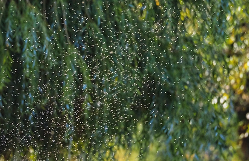 Mayfly swarm | by VB11530