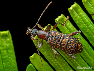 Darkling beetle (Statirina) - P3282118