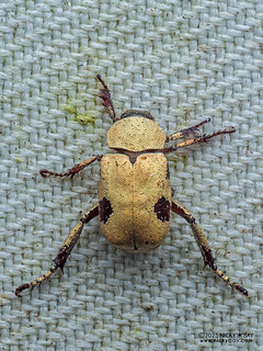 Monkey beetle (Hopliini) - P3303411