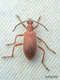 Darkling beetle (Lagriina) - P3281209