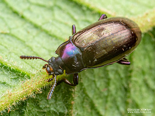 Darkling beetle (Eucyrtus sp.) - P3270666