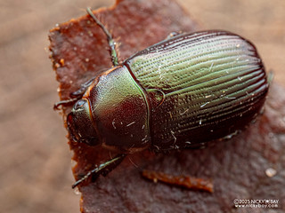 Scarab beetle (Anomala snizeki) - P3270301