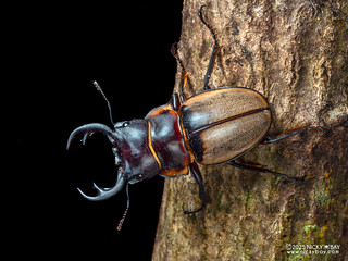 Stag beetle (Odontolabis sommeri ssp. lowei) - P3281893