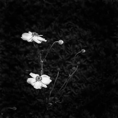 Herbst-Anemone