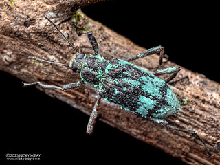 Darkling beetle (Stenochiini) - P3281407