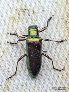 Darkling beetle (Ainu sakaii) - P3280976