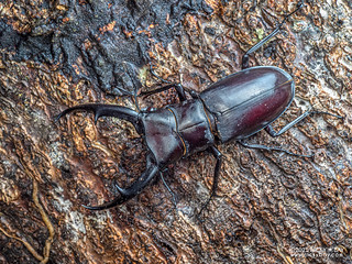 Stag beetle (Hexarthrius mandibularis) - P3292550