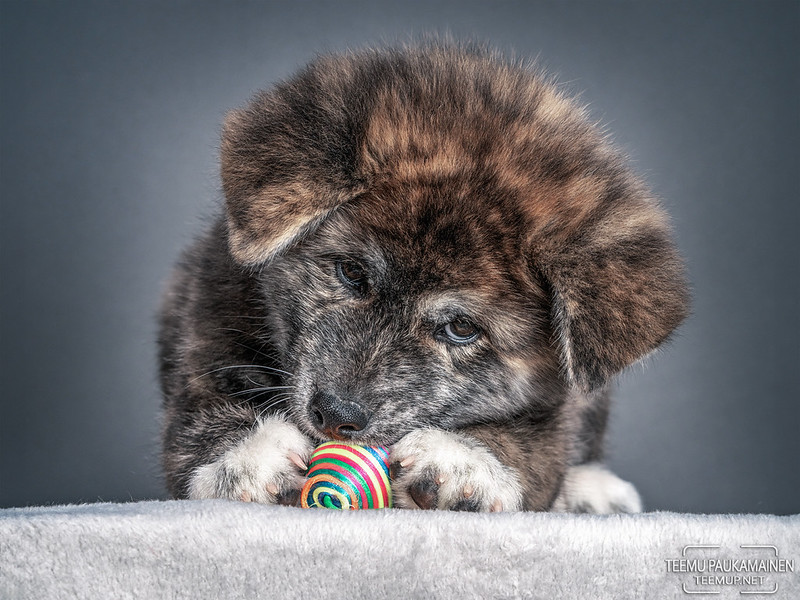 Haru - akita - A7C08622
