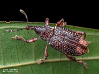 Weevil (Aclees sp.) - P3313989