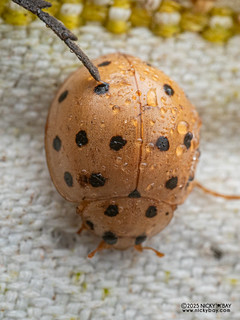 Ladybird beetle (Harmonia sedecimnotata) - P3281191