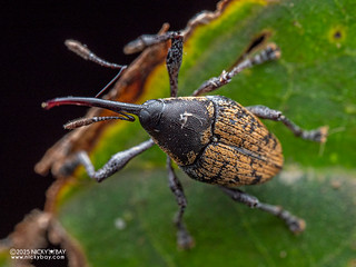 Weevil (Curculio sp.) - P3292471
