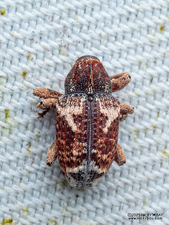 Weevil (Curculionidae) - P3292448