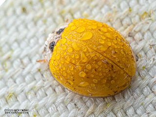 Ladybird beetle (Illeis koebelei) - P3281187