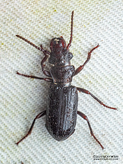 Ant-nest beetle (Ozaenini) - P3281203