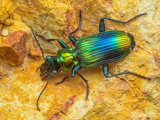 Ground beetle (Catascopus sp.) - P3292406
