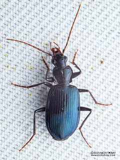Ground beetle (Platyninae) - P3270306