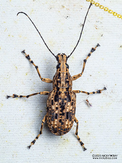 Fungus weevil (Mecocerini) - P3270557