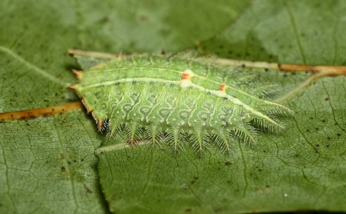 Crowned Slug Moth caterpillar (side view)