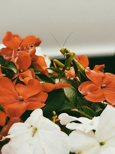 Mantis Religiosa 1/4 | by hollyythomaas