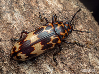 Pleasing fungus beetle (Encaustes verticalis) - P3303583