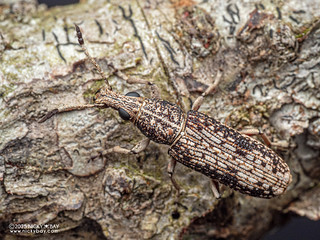 Fungus weevil (Phloeopemon cinereum) - P3282011