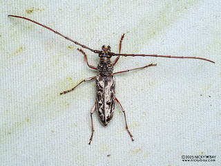 Longhorn beetle (Cerambycini) - P3282064