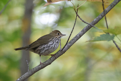 Ovenbird
