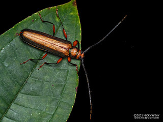 Longhorn beetle (Xystrocera festiva) - P3303418