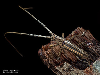 Longhorn beetle (Spinidymasius cf. grossescapus) - P3281934