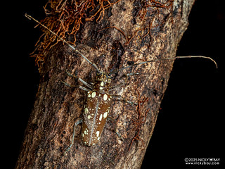 Longhorn beetle (Paraepepeotes gigas) - P3281910