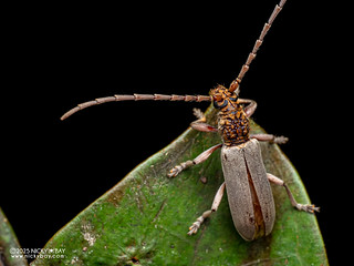 Longhorn beetle (Imbrius uniformis) - P3303505